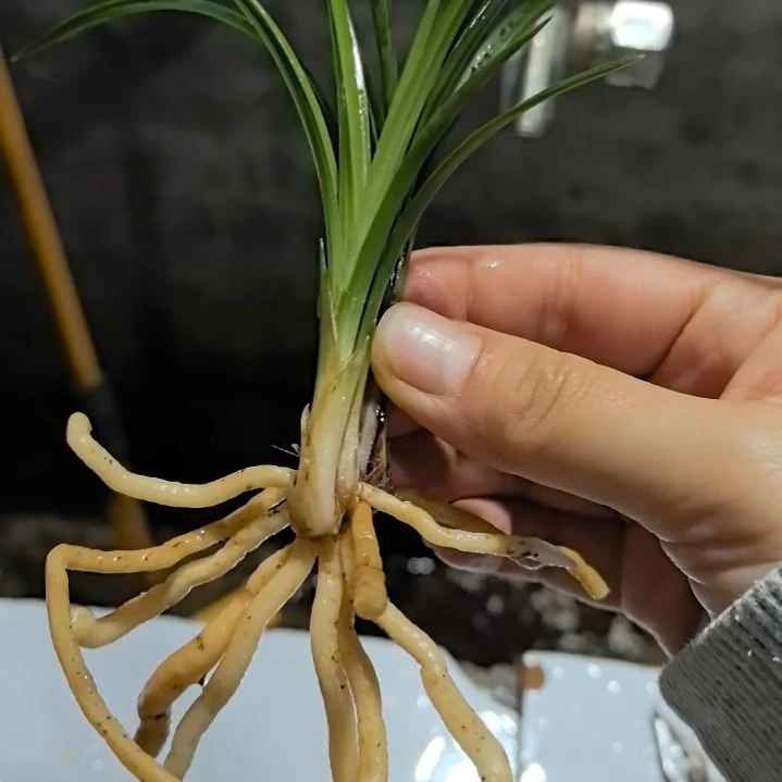 完全开放老种宋梅三苗中等苗