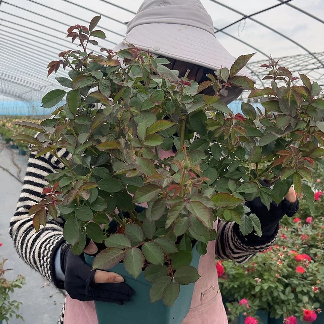 温暖1.5加仑扦插苗