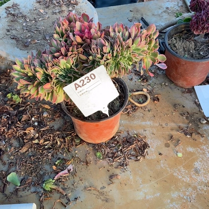 金***沙A230男神缀化老住呗