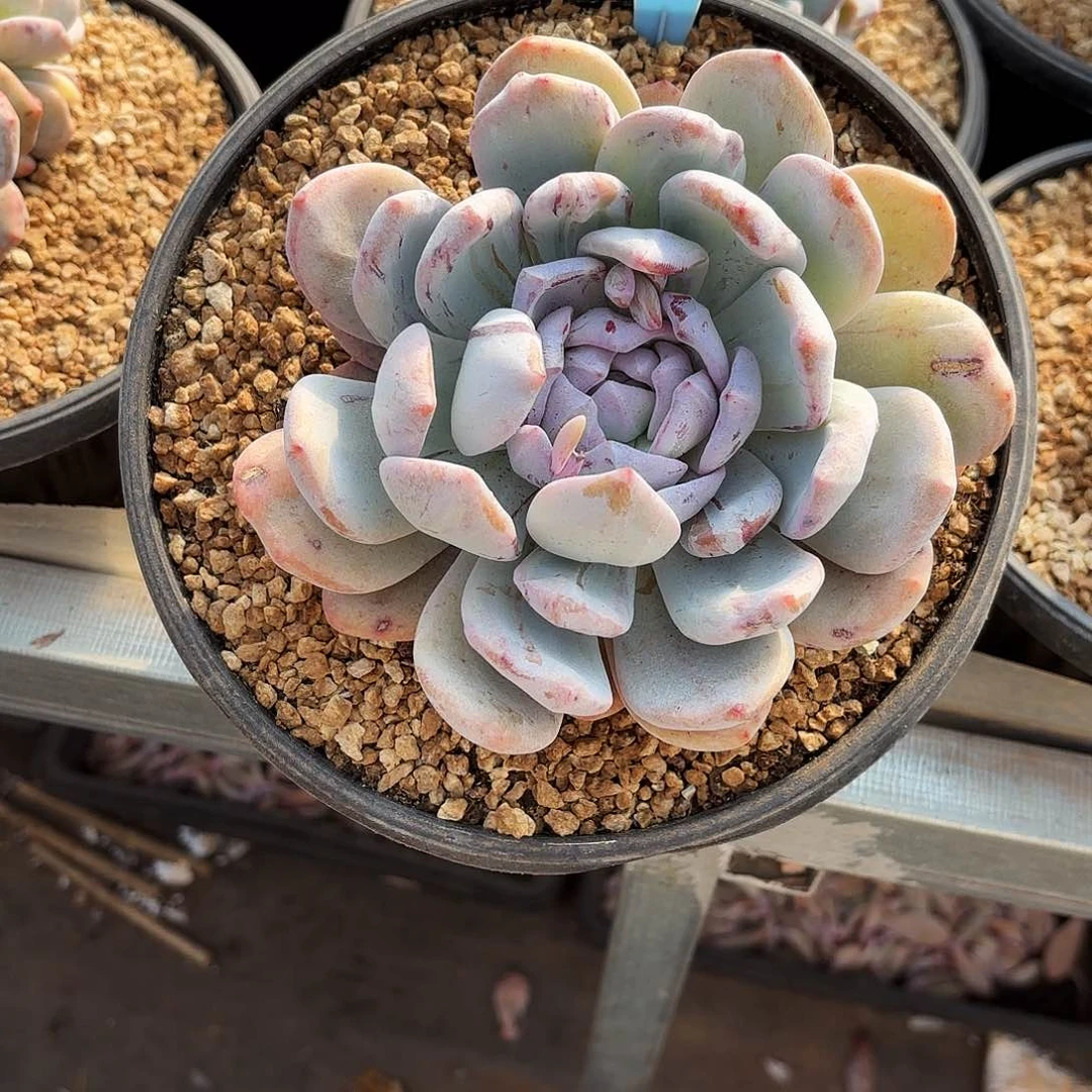 陈*云陈燕云姐的橙子石化紫心