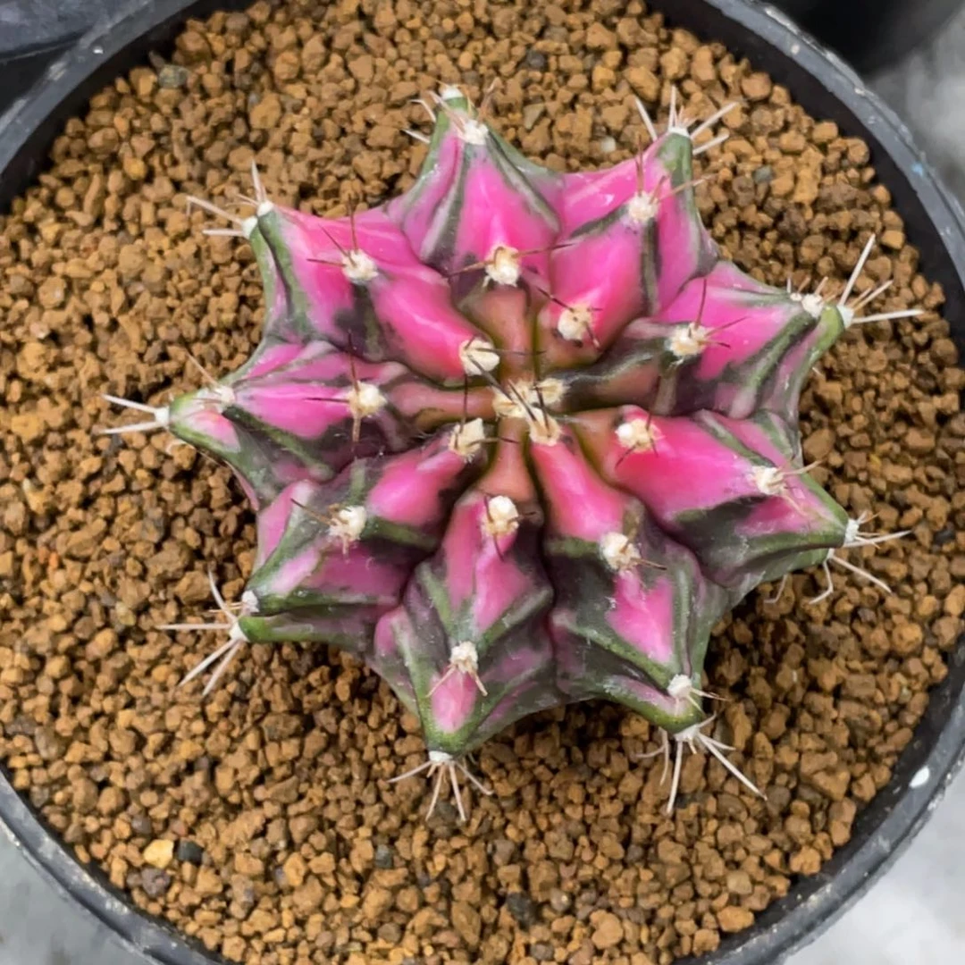 当前无花朵，栽培后可花朵粉钻