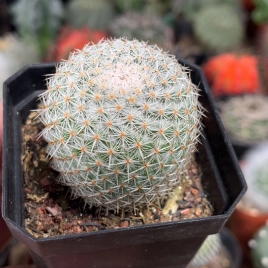 当前无花栽培后可以开花实生希望丸