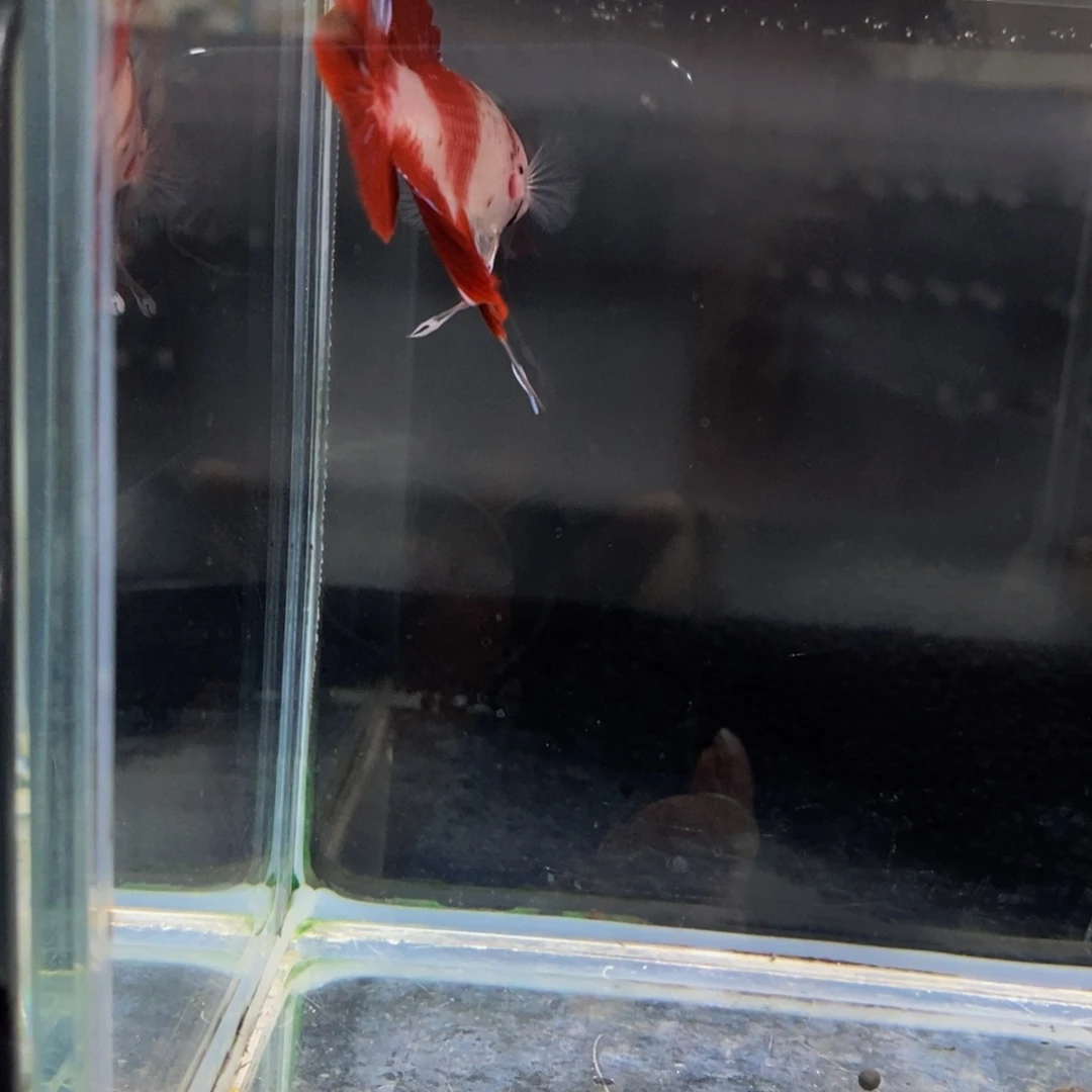 斗鱼*️*418巨斗巨斗