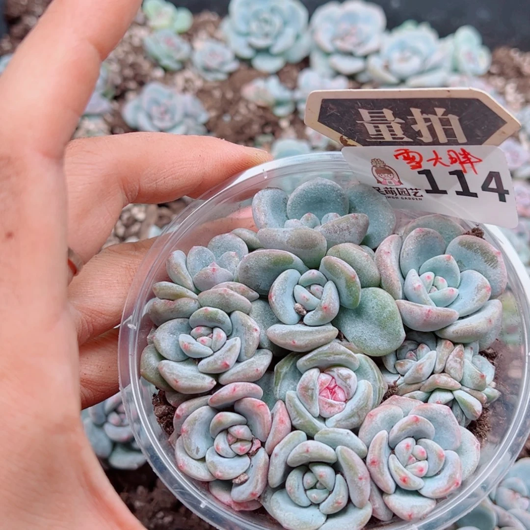 多肉植物多肉植物