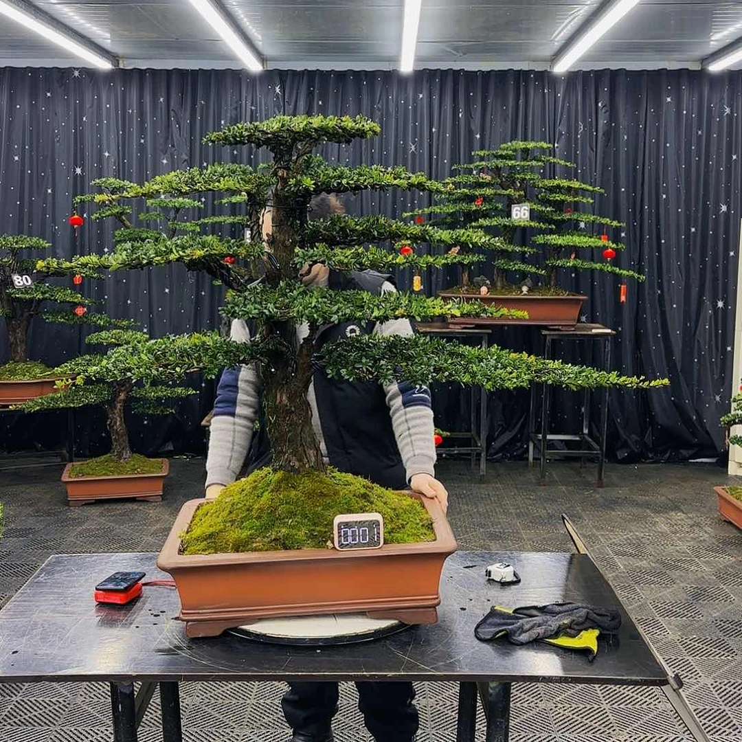 松树柏树造型盆景