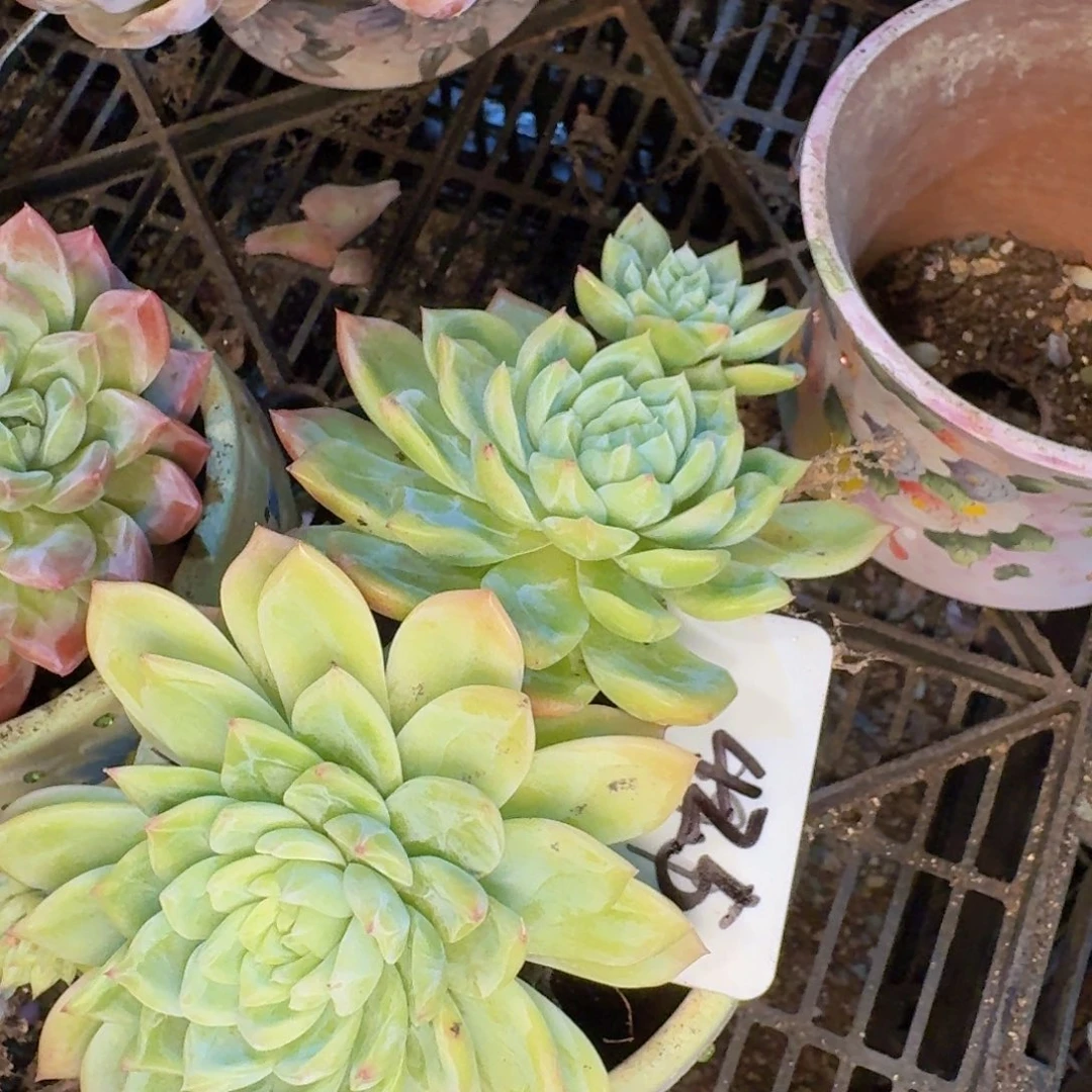 多肉植物的生长发育和生长