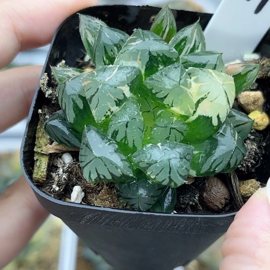 11水晶灯玉露锦福利专场