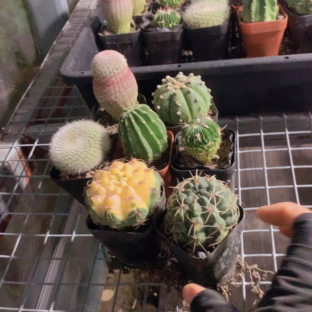 6颗球3578999000000000