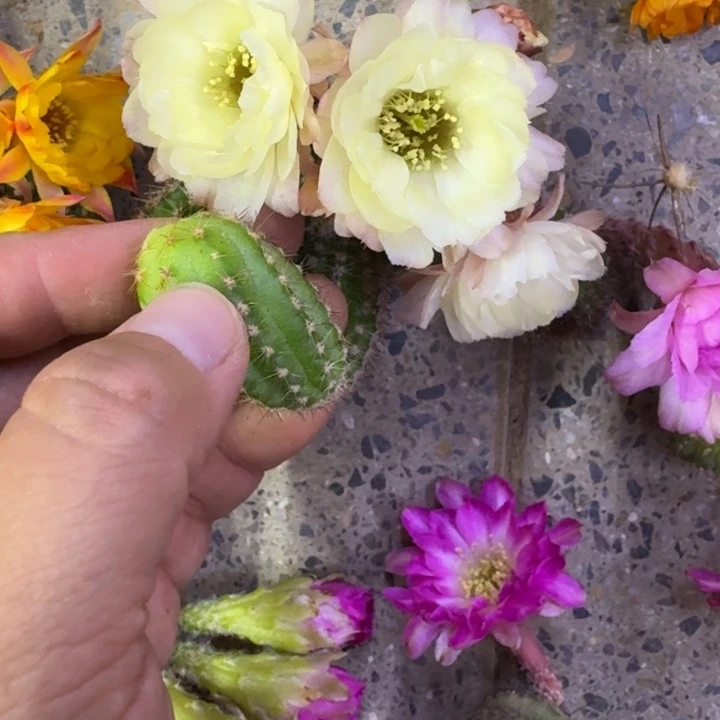 300白檀马尔文2个无根侧牙小，20包邮