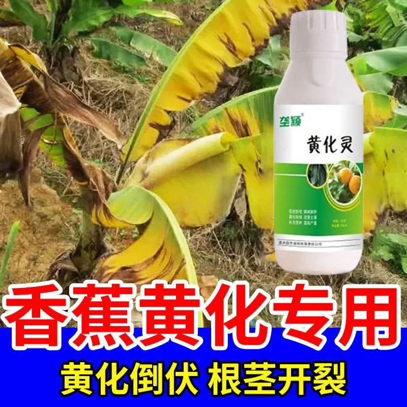 香蕉黄化病专用叶面肥香蕉树叶子发黄掉落长黑斑束顶枯萎烂根黄叶