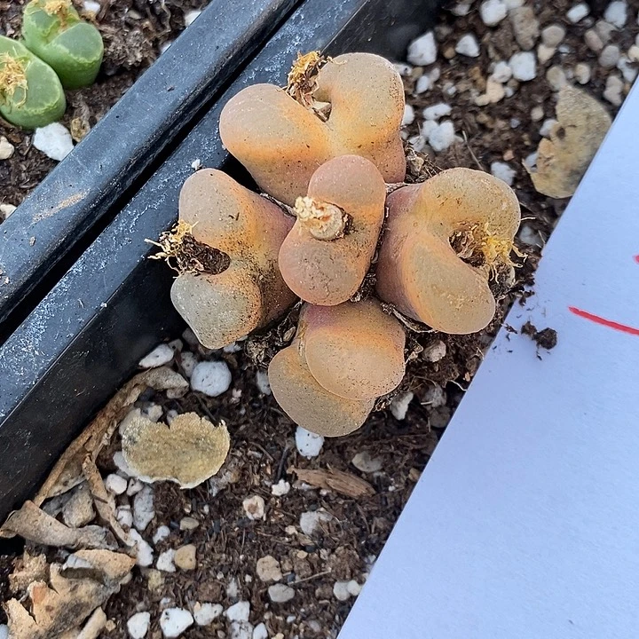 25306。   一颗。