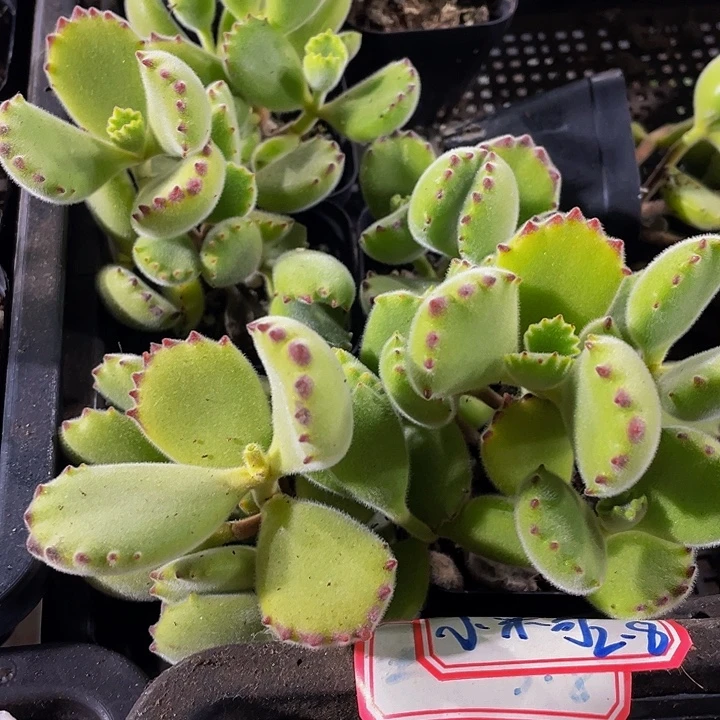 大绿熊带盆土发货