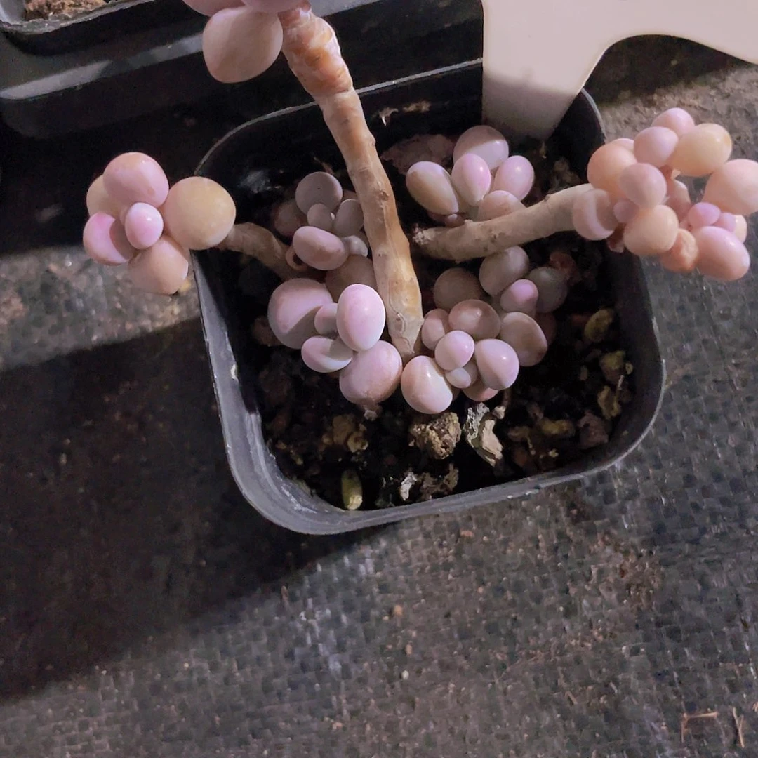 语****8桃蛋儿e009一物一拍