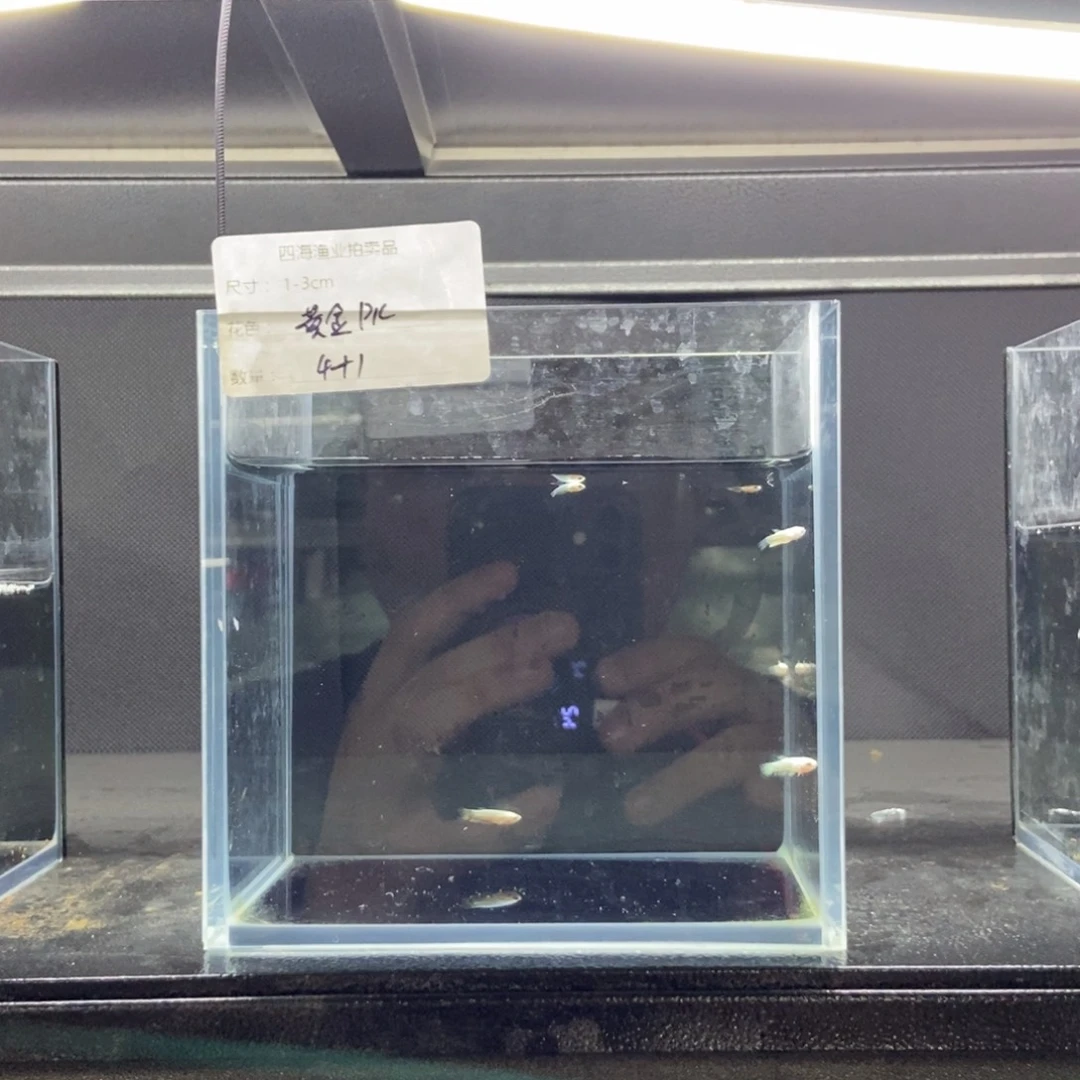 斗鱼包活不包损所见即所得050