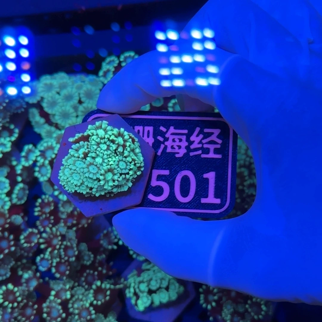 ****灬纽扣珊瑚又又不包邮大花茉莉切件D501