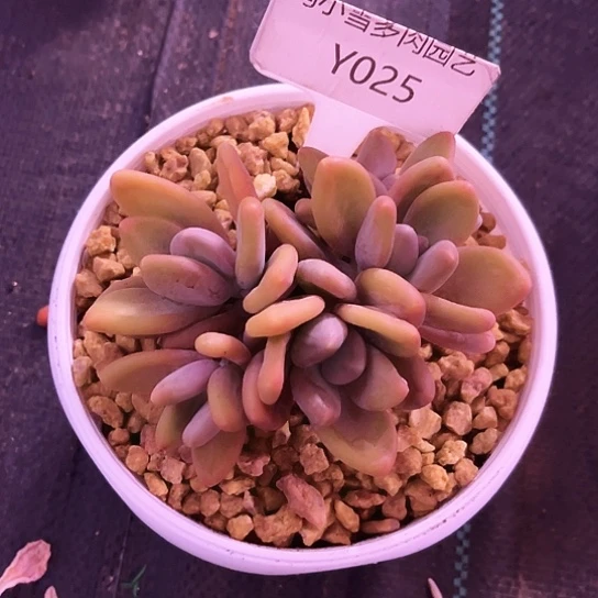 我是第一百个为妖刀应援的