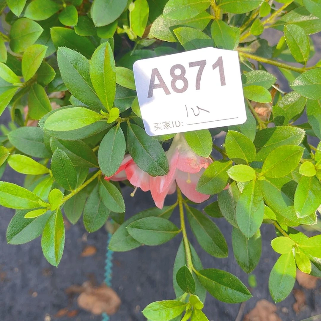 直播时间一直一直