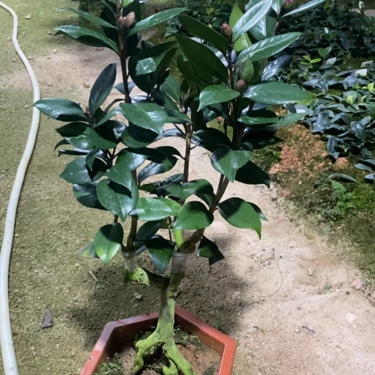 当前无花栽培后可以开花