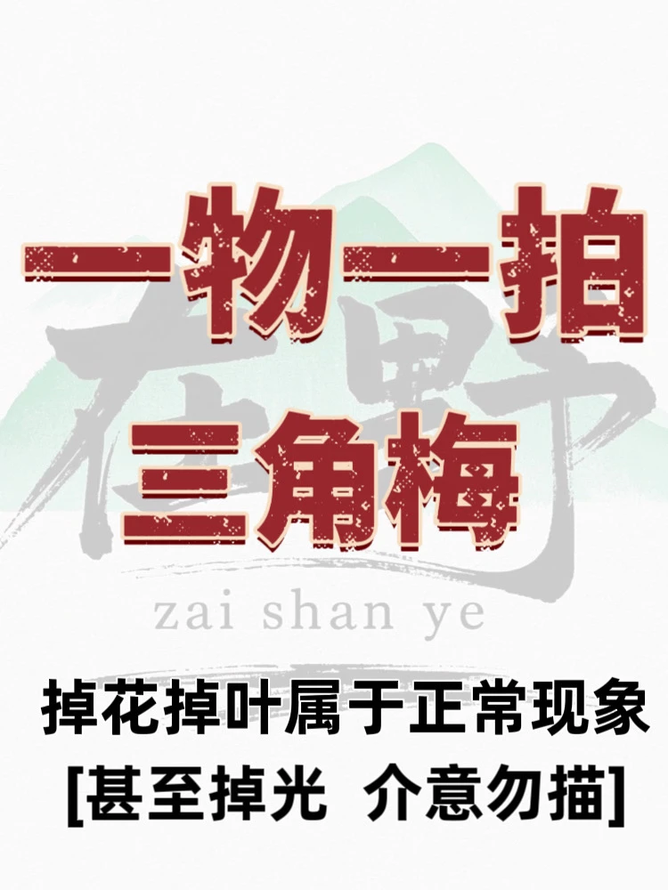 “一物一拍”在山野三角梅园艺直播三角梅三角梅