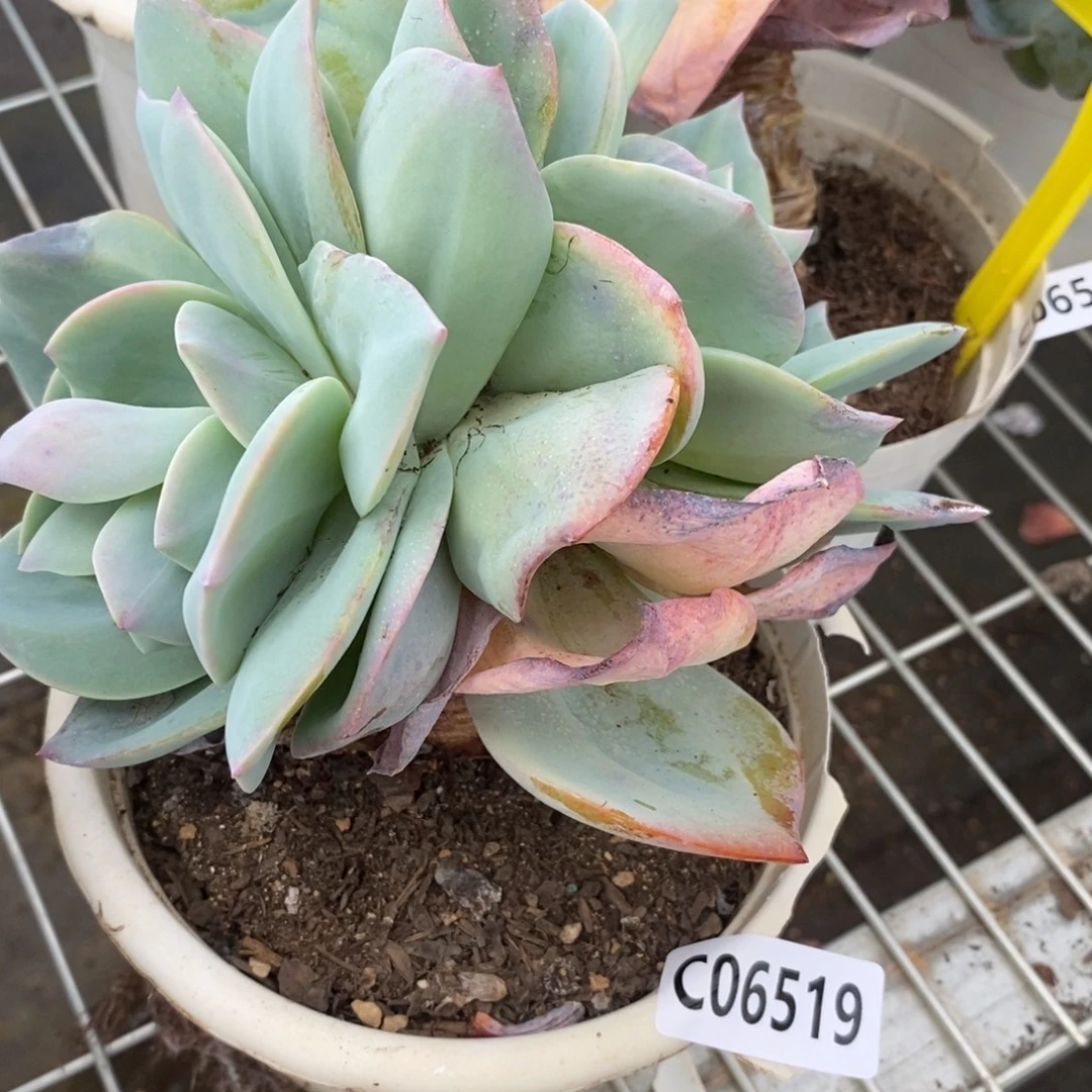 6519白凤一物一拍