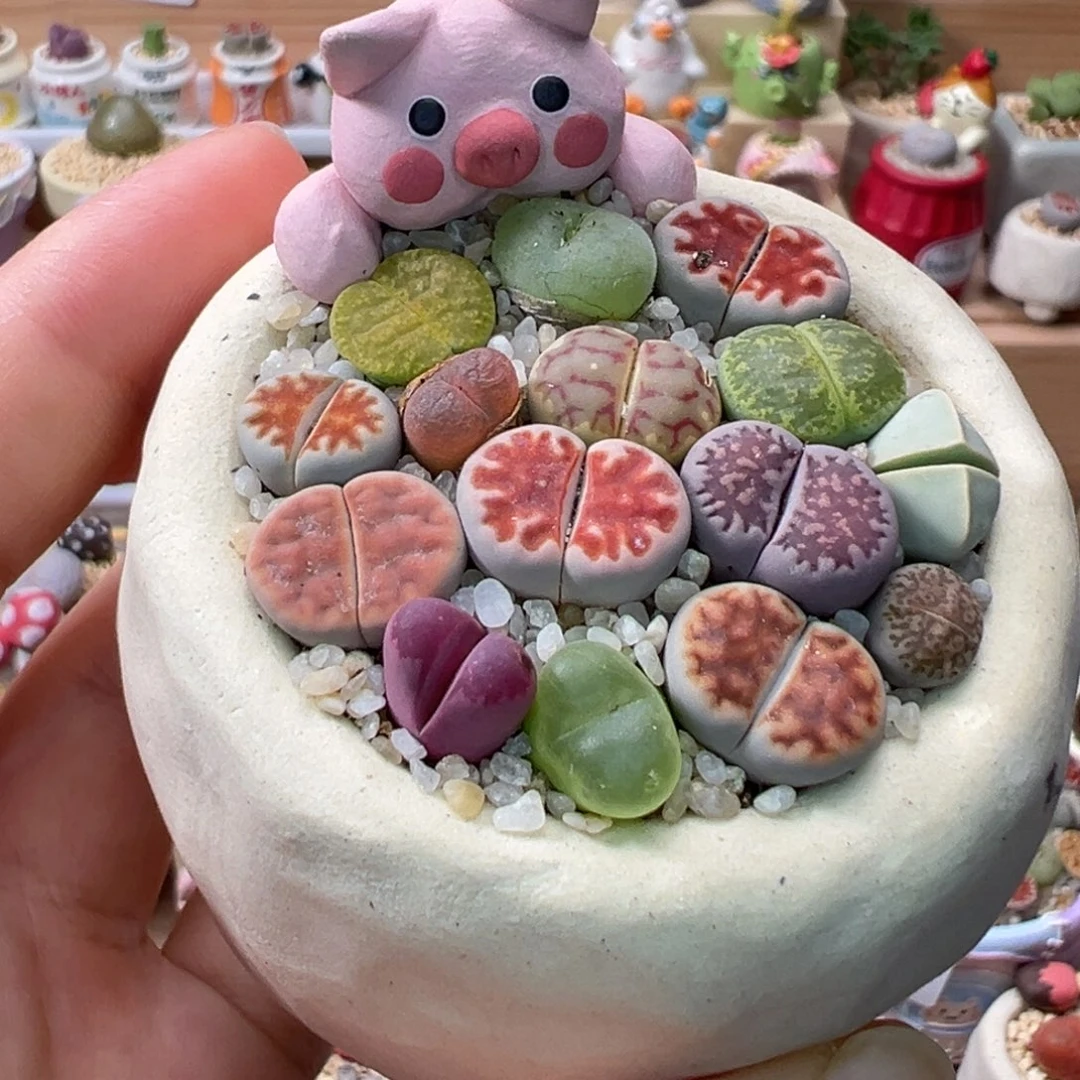 多肉植物140号彩色