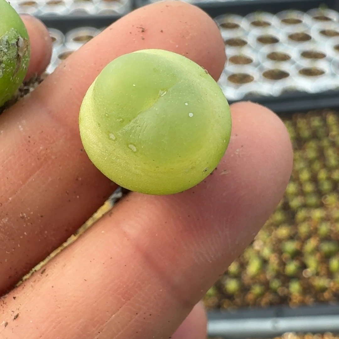 999拉拉尺寸1.3左右四年