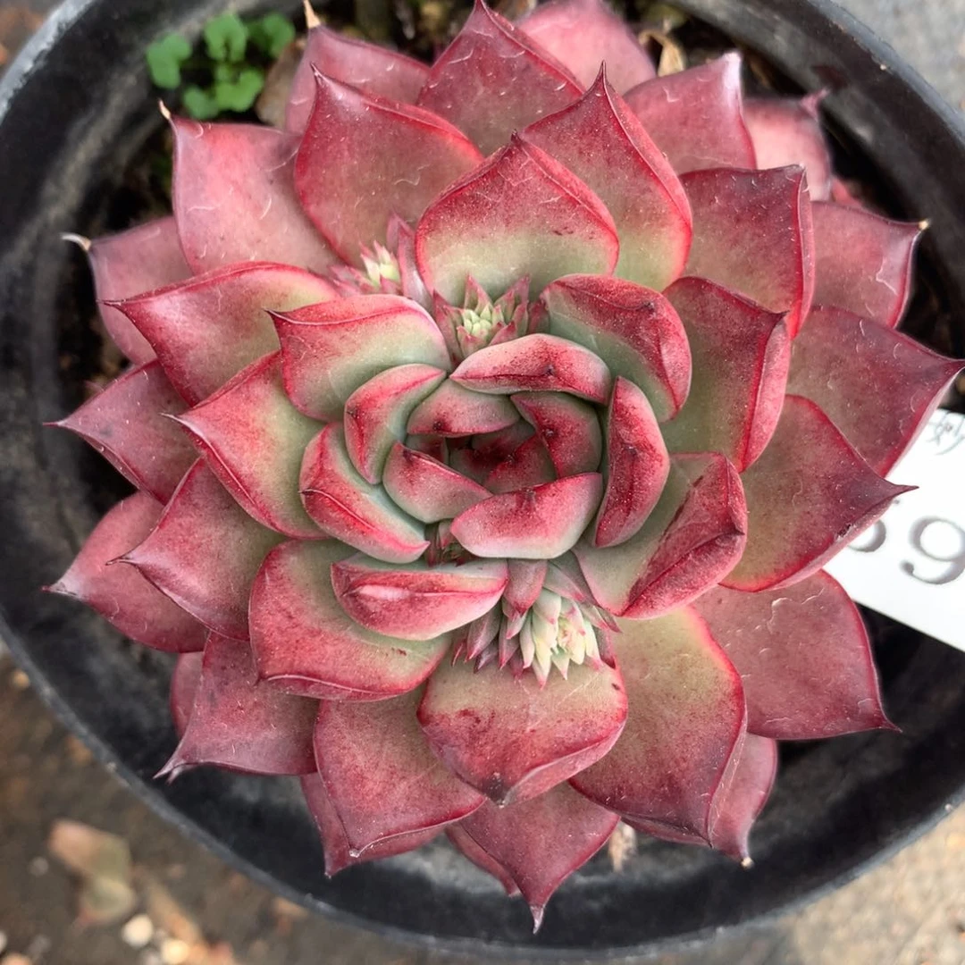 5996杂交多肉老桩