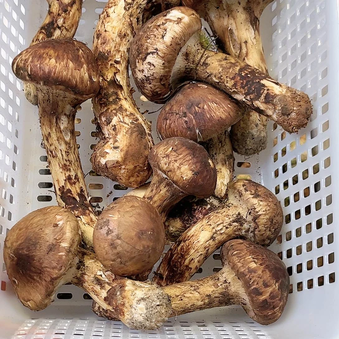 香格里拉鲜松茸中国大陆500g