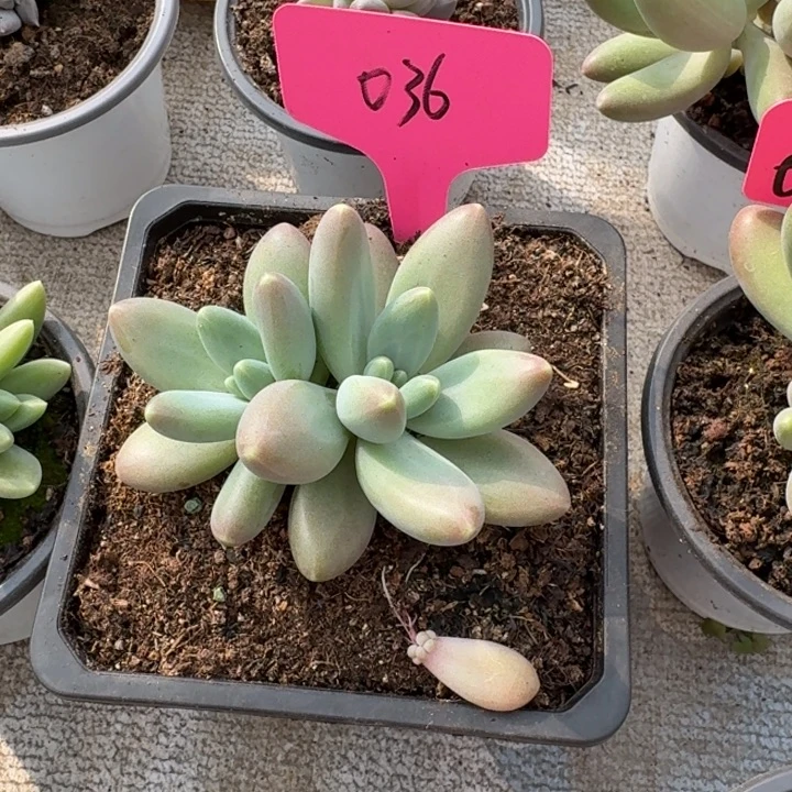 036戴蒙德新号福利价