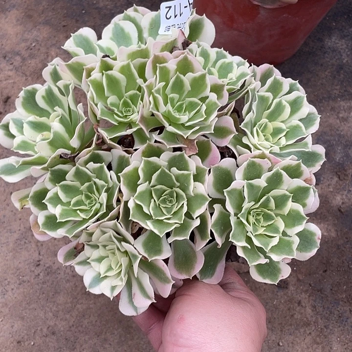 112白风多肉植物法师