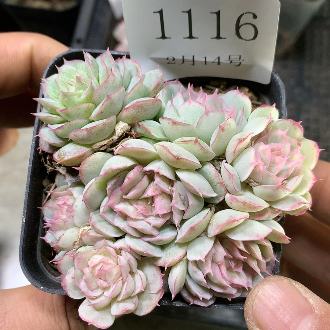 【闪购商品】云1116