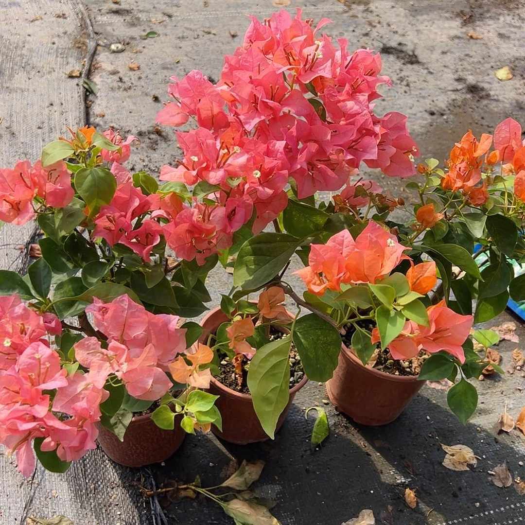 完全开放暗斑橙掌中宝一棵