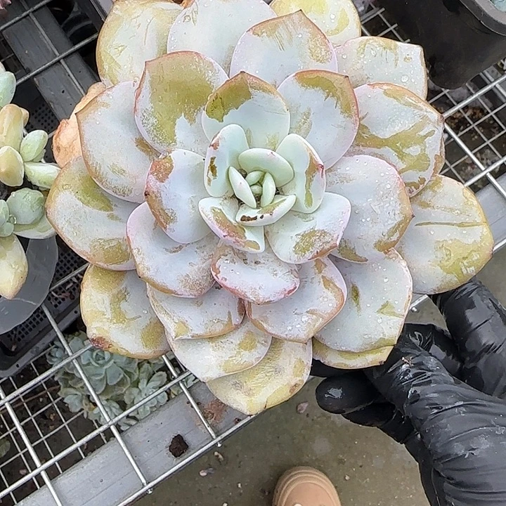 青蛙王子儿童牙膏11