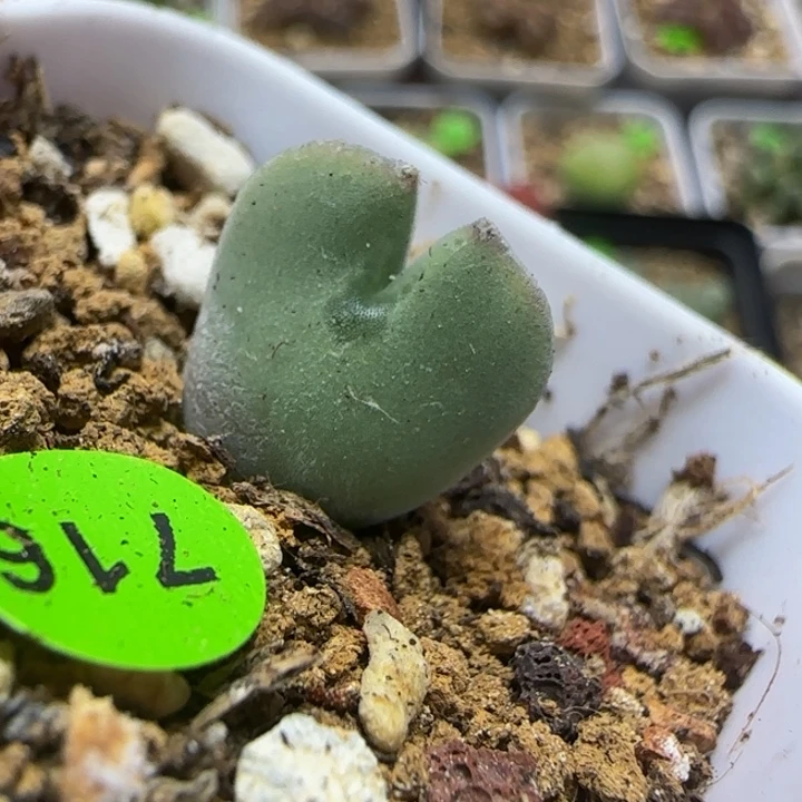 大眼睛空蝉三年多肉植物716