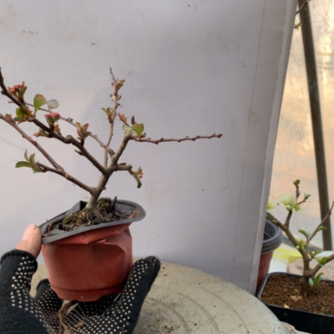 【闪购商品】老*原生小品