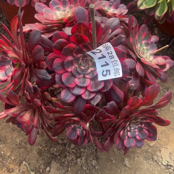 2115红金刚多肉植物