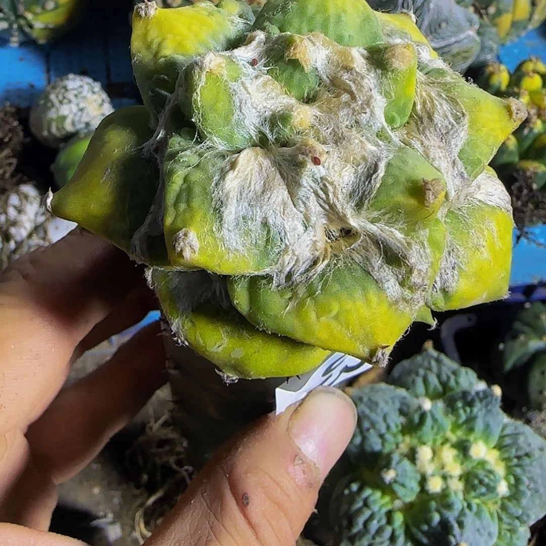 鲨***椒牡丹锦763仙人球开花