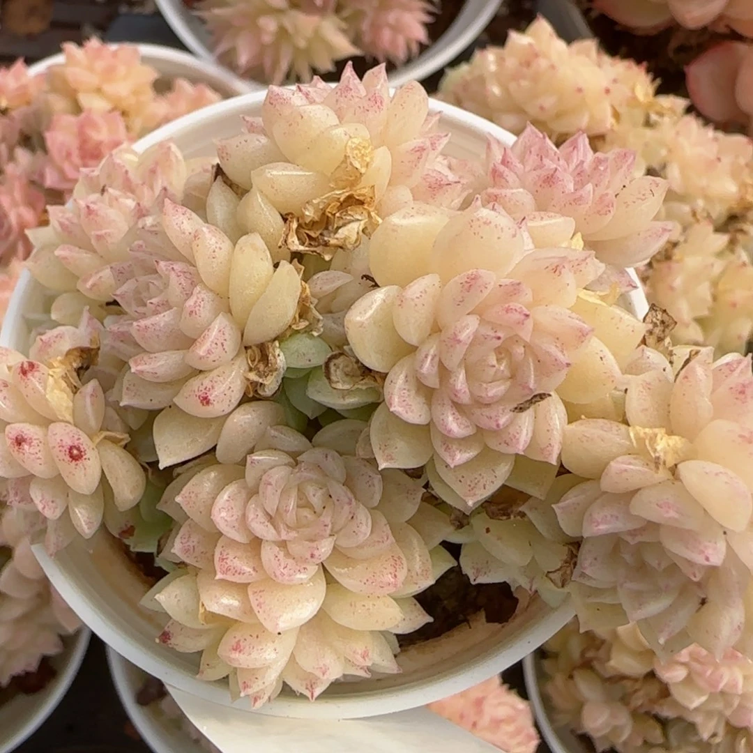 花语逸境0212-448散