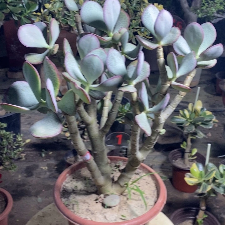 轮回花月一物一拍