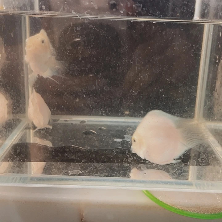 鹦鹉鱼两母一公（台系小白金♥️）