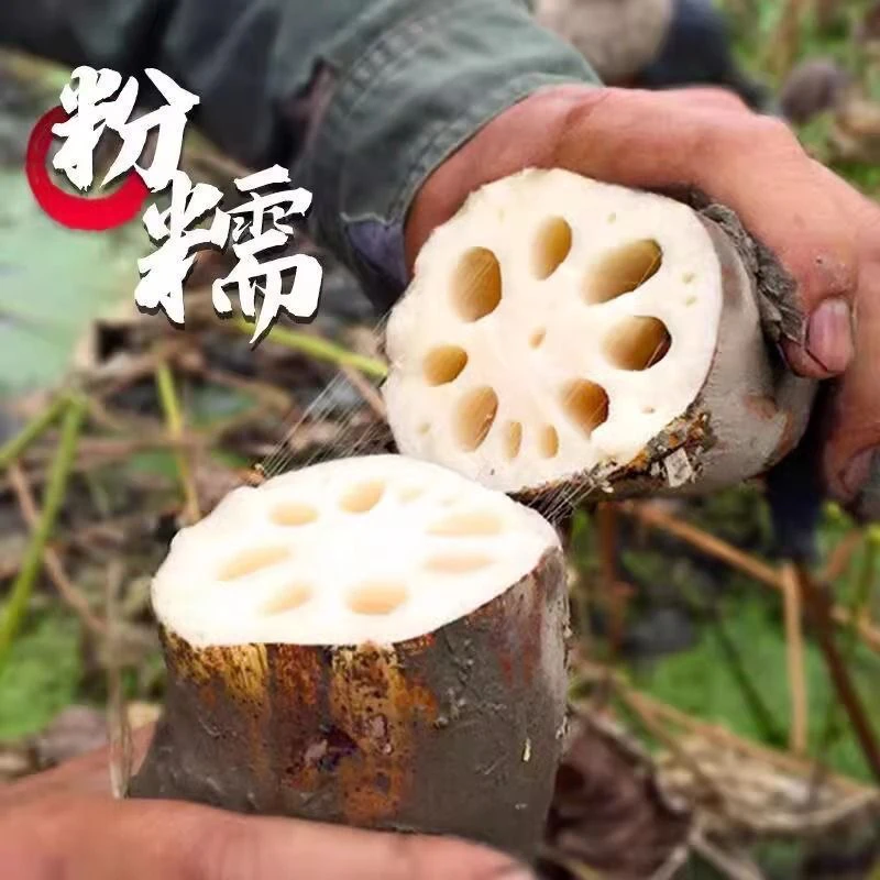 湖北特产莲藕粉藕（微微带泥发货）