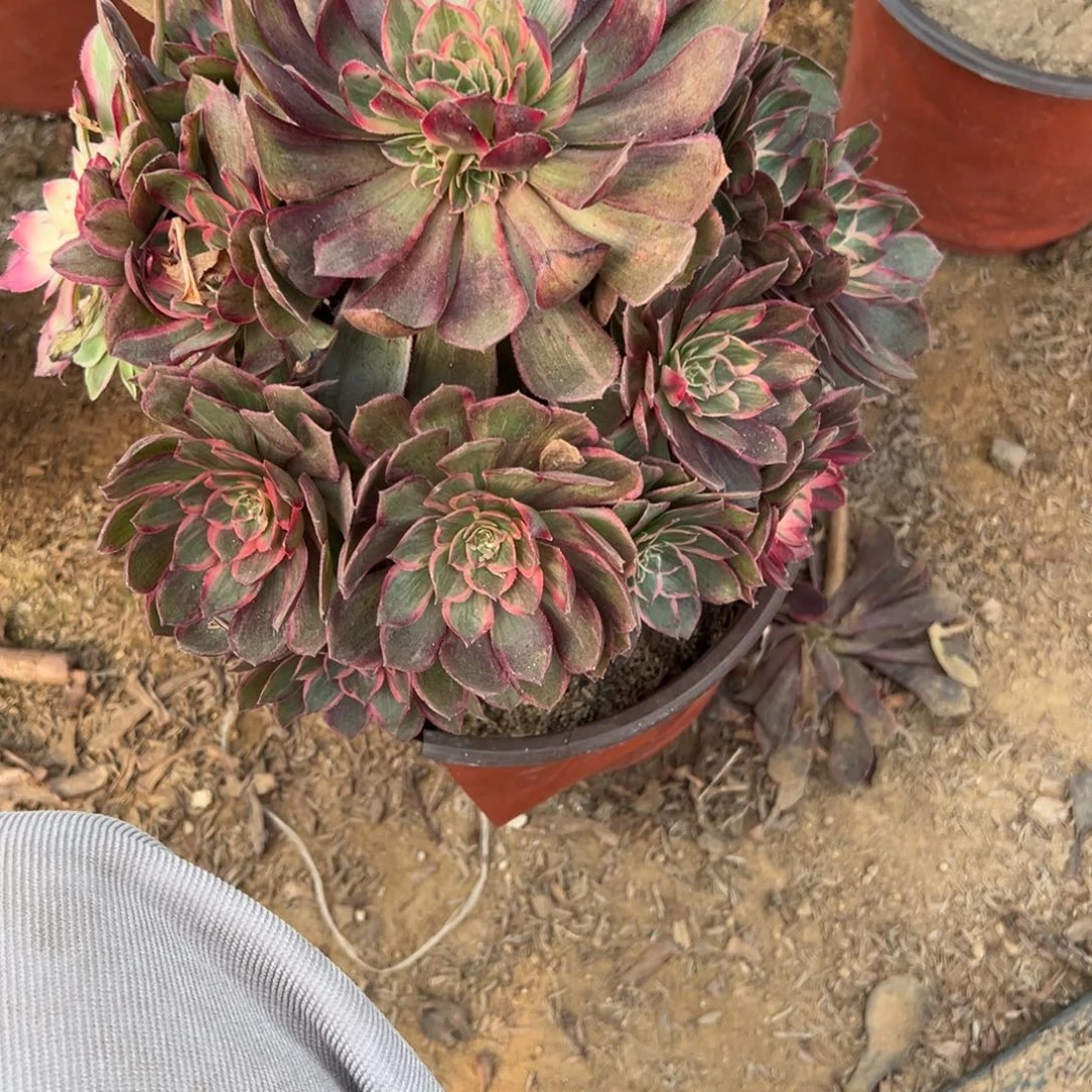 904莲花多肉植物法师