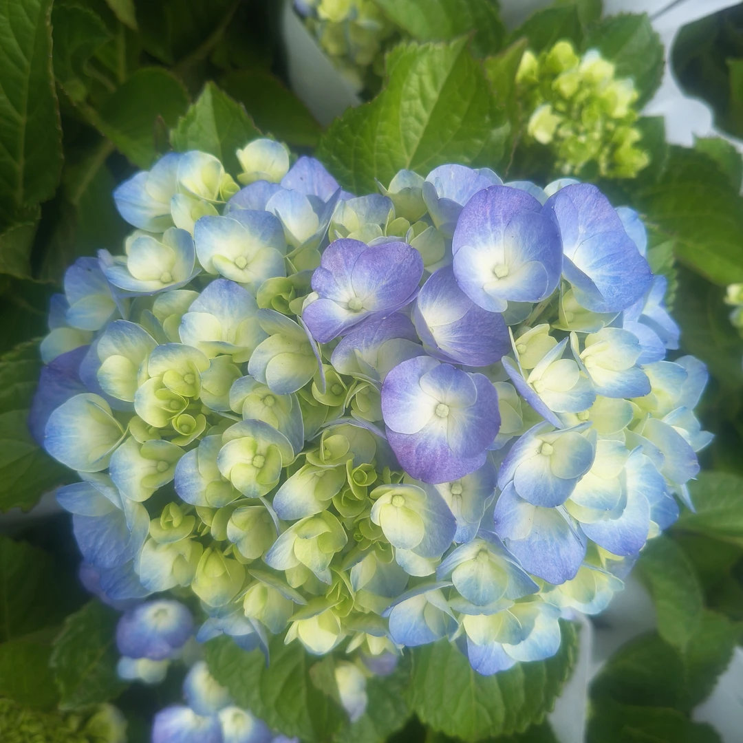 【绣球】蓝紫色盆栽开花适合室内阳台种植观赏植物