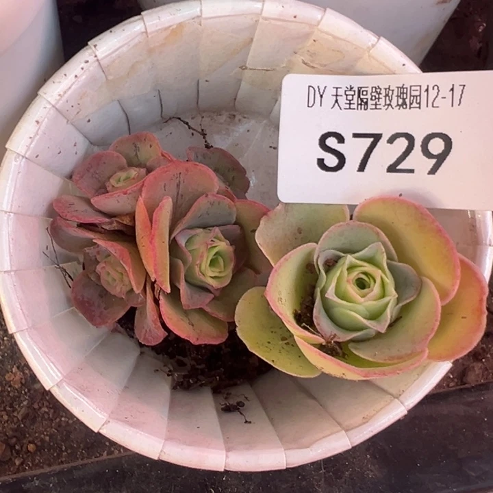 玲***珑SC三碗729   不知名福利