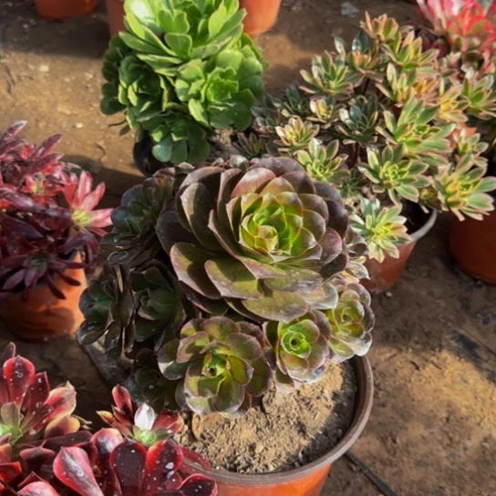 魅金玫瑰9.9多肉植物