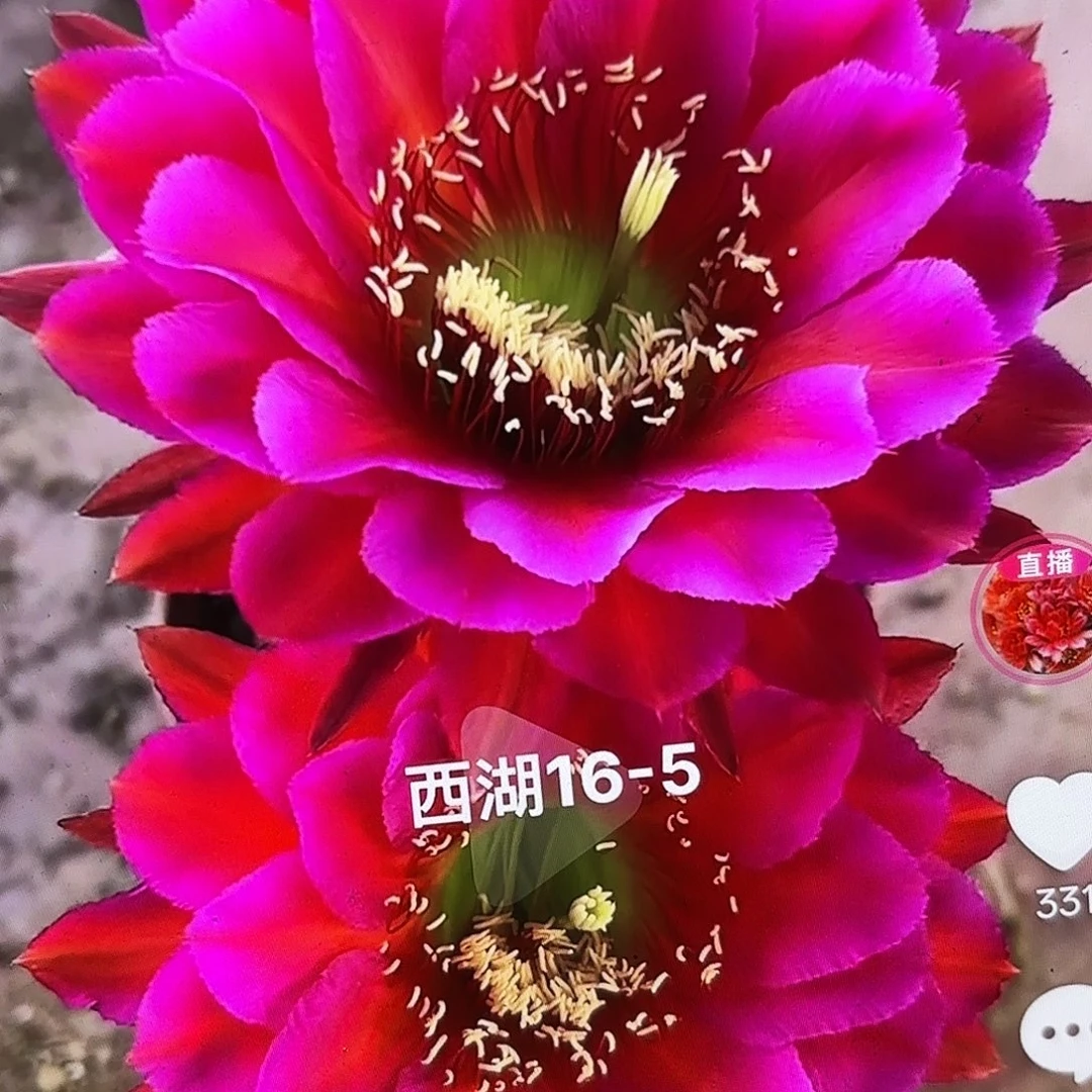 16-5彩5公分侧牙20包邮55