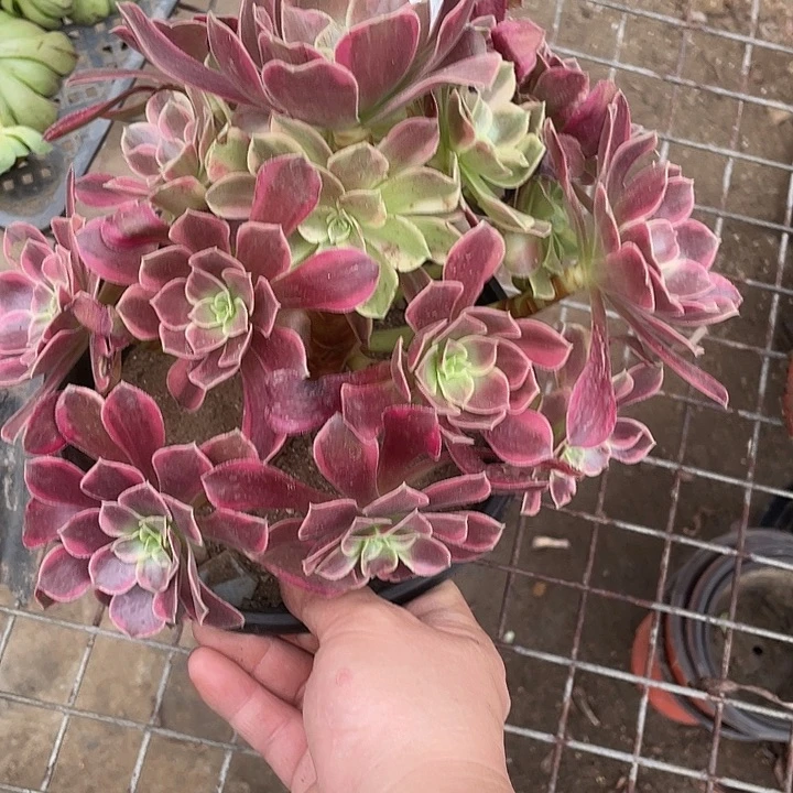 121金丝雀多肉植物法师