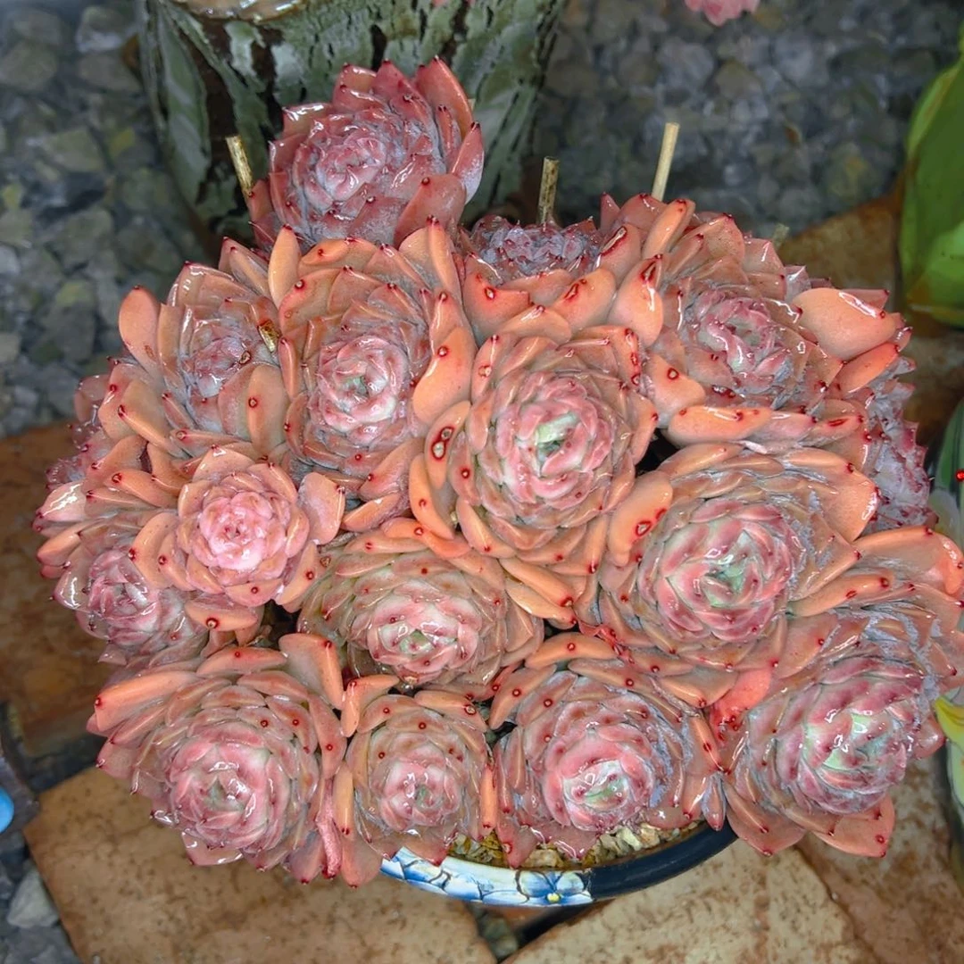 茗***烟多肉植物保护研究所所长