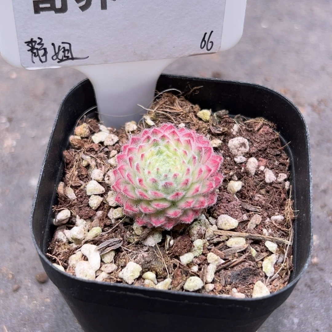 静****长生草锦，一物一拍，寄养