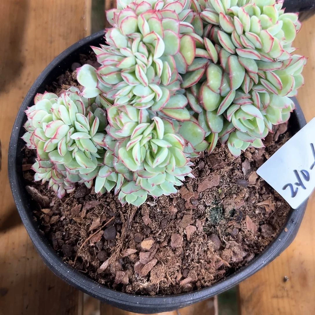 210-62牡丹亭缀化